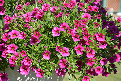 MiniFamous Compact Hot Pink Calibrachoa (Calibrachoa 'KLECA14265') at Stonegate Gardens
