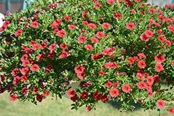 MiniFamous Compact Red Calibrachoa (Calibrachoa 'MiniFamous Compact Red') at Stonegate Gardens