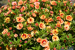 MiniFamous Double Orange Strike Calibrachoa (Calibrachoa 'MiniFamous Double Orange Strike') at Stonegate Gardens