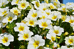 MiniFamous Neo White + Yellow Eye Calibrachoa (Calibrachoa 'KLECA16314') at Stonegate Gardens