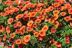 Colibri Orange Calibrachoa (Calibrachoa 'Colibri Orange') at Stonegate Gardens