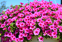 Lia Neon Pink Calibrachoa (Calibrachoa 'Lia Neon Pink') at Lakeshore Garden Centres