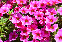 Lia Neon Pink Calibrachoa (Calibrachoa 'Lia Neon Pink') at Lakeshore Garden Centres