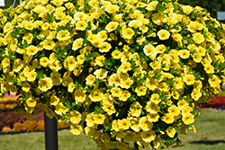 Aloha Canary Yellow Calibrachoa (Calibrachoa 'Aloha Canary Yellow') at Stonegate Gardens