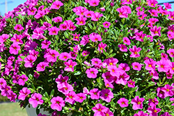 Aloha Nani Pink Calibrachoa (Calibrachoa 'Aloha Nani Pink') at Stonegate Gardens