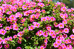 StarShine Pink Calibrachoa (Calibrachoa 'KLECA16346') at Stonegate Gardens