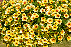 MiniFamous Neo Yellow Red Vein Calibrachoa (Calibrachoa 'MiniFamous Neo Yellow Red Vein') at Stonegate Gardens