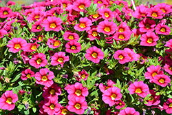 Lia Cherry Carnival Calibrachoa (Calibrachoa 'Lia Cherry Carnival') at Lakeshore Garden Centres