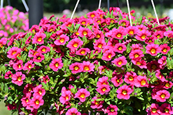 Lia Cherry Carnival Calibrachoa (Calibrachoa 'Lia Cherry Carnival') at Lakeshore Garden Centres