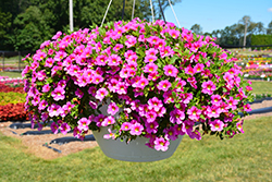 Lia Bubblegum Calibrachoa (Calibrachoa 'Lia Bubblegum') at Lakeshore Garden Centres