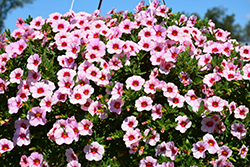 MiniFamous Neo Salmon Pink + Eye Calibrachoa (Calibrachoa 'KLECA14263') at Lakeshore Garden Centres