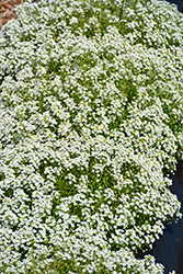 Giga White Sweet Alyssum (Lobularia maritima 'Giga White') at Lakeshore Garden Centres