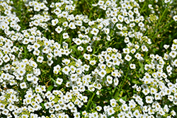 Giga White Sweet Alyssum (Lobularia maritima 'Giga White') at Lakeshore Garden Centres