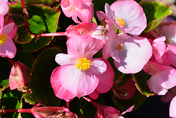 Sprint Plus Pink Begonia (Begonia 'Sprint Plus Pink') at Stonegate Gardens