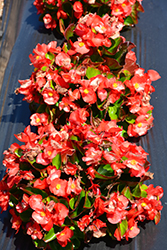 Sprint Plus Orange Begonia (Begonia 'Sprint Plus Orange') at Stonegate Gardens