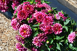 LaBella Grande Purple Dahlia (Dahlia 'LaBella Grande Purple') at Lakeshore Garden Centres