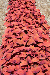 Campfire Coleus (Solenostemon scutellarioides 'Campfire') at Lakeshore Garden Centres