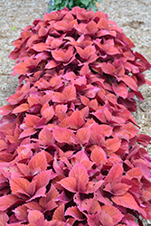 Redhead Coleus (Solenostemon scutellarioides 'Redhead') at Lakeshore Garden Centres