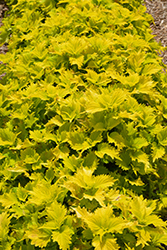 Wasabi Coleus (Solenostemon scutellarioides 'Wasabi') at Lakeshore Garden Centres
