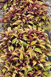 FlameThrower Spiced Curry Coleus (Solenostemon scutellarioides 'Spiced Curry') at Stonegate Gardens