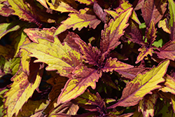 FlameThrower Spiced Curry Coleus (Solenostemon scutellarioides 'Spiced Curry') at Stonegate Gardens