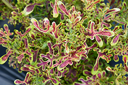 Under The Sea Red Coral Coleus (Solenostemon scutellarioides 'Red Coral') at Stonegate Gardens