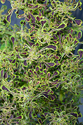 Under The Sea Sea Weed Coleus (Solenostemon scutellarioides 'Sea Weed') at Stonegate Gardens