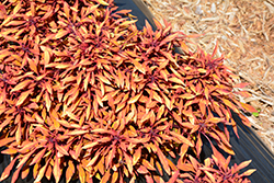 Fancy Feathers Copper Coleus (Solenostemon scutellarioides 'Fancy Feathers Copper') at Stonegate Gardens