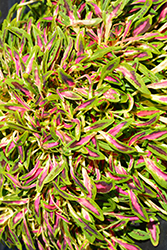 Fancy Feathers Pink Coleus (Solenostemon scutellarioides 'Fancy Feathers Pink') at Stonegate Gardens