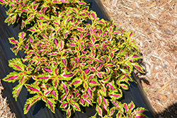 Terra Nova Jitters Coleus (Solenostemon scutellarioides 'Jitters') at A Very Successful Garden Center