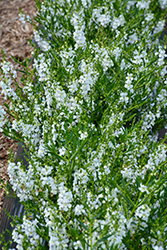 Angelwings White Angelonia (Angelonia angustifolia 'Angelwings White') at Wallitsch Nursery And Garden Center