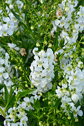 Angelwings White Angelonia (Angelonia angustifolia 'Angelwings White') at Lakeshore Garden Centres