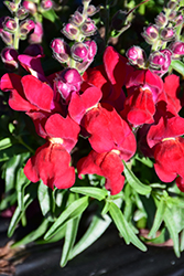 Candy Tops Red Snapdragon (Antirrhinum 'Candy Tops Red') at Stonegate Gardens