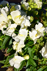 Candy Tops White Snapdragon (Antirrhinum 'Candy Tops White') at Stonegate Gardens