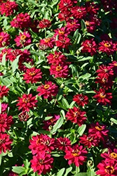 Profusion Double Hot Cherry Zinnia (Zinnia 'Profusion Double Hot Cherry') at Lakeshore Garden Centres