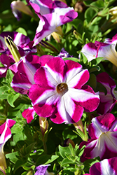 ColorWorks Ruby Star Petunia (Petunia 'ColorWorks Ruby Star') at Stonegate Gardens