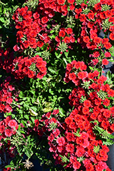 Empress Sun Red Verbena (Verbena 'Empress Sun Red') at Stonegate Gardens