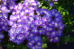 Empress Sun Lavender Charme Verbena (Verbena 'Empress Sun Lavender Charme') at Stonegate Gardens