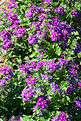 Obsession Cascade Purple Shades with Eye (Verbena 'Obsession Cascade Purple Shades with Eye') at Stonegate Gardens