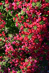 Obsession Cascade Red with Eye (Verbena 'Obsession Cascade Red with Eye') at Stonegate Gardens