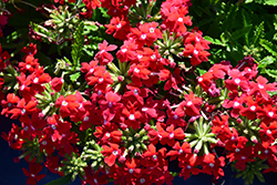 Obsession Cascade Red with Eye (Verbena 'Obsession Cascade Red with Eye') at Stonegate Gardens
