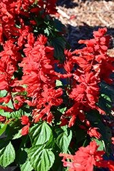 Mojave Red Salvia (Salvia splendens 'Mojave Red') at Stonegate Gardens