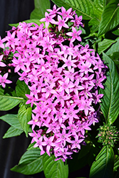 Lucky Star Lavender Star Flower (Pentas lanceolata 'PAS1096474') at Lakeshore Garden Centres