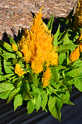 First Flame Yellow Celosia (Celosia 'First Flame Yellow') at Stonegate Gardens