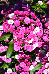 Jolt Pink Magic Pinks (Dianthus 'PAS1141435') at Stonegate Gardens