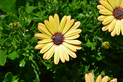 Akila Yellow African Daisy (Osteospermum ecklonis 'Akila Yellow') at A Very Successful Garden Center