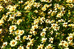 UpTick Cream and Red Tickseed (Coreopsis 'Balupteamed') at Stonegate Gardens
