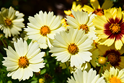 UpTick Cream Tickseed (Coreopsis 'Balupteam') at Lakeshore Garden Centres