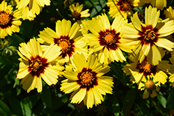 UpTick Yellow and Red Tickseed (Coreopsis 'Baluptowed') at Lakeshore Garden Centres