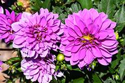 Dahlinova Hypnotica Lavender Dahlia (Dahlia 'Hypnotica Lavender') at Lakeshore Garden Centres